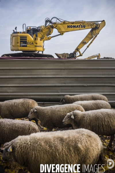 Paturage de moutons par les bergers urbains a garges-les-gonesses.