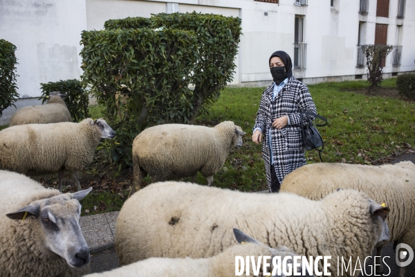 Paturage de moutons par les bergers urbains a garges-les-gonesses.