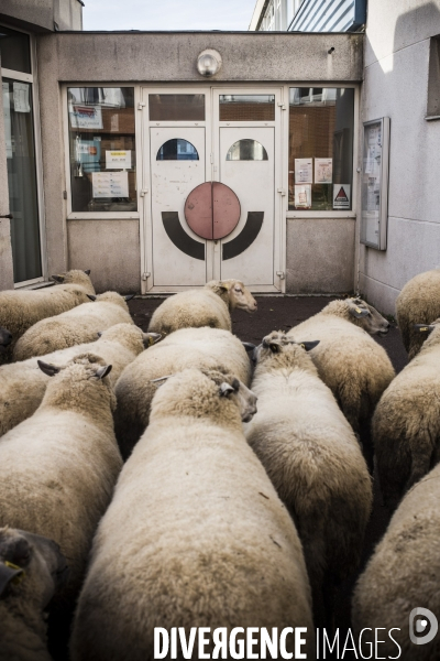 Paturage de moutons par les bergers urbains a garges-les-gonesses.