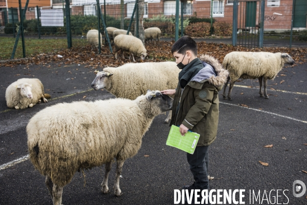 Paturage de moutons par les bergers urbains a garges-les-gonesses.