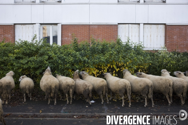 Paturage de moutons par les bergers urbains a garges-les-gonesses.