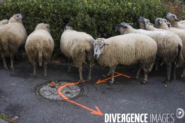 Paturage de moutons par les bergers urbains a garges-les-gonesses.