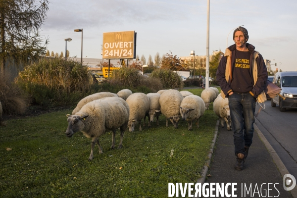 Paturage de moutons par les bergers urbains a garges-les-gonesses.