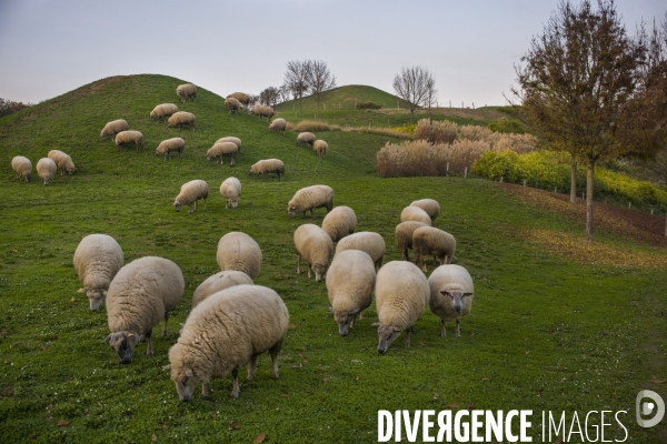 Paturage de moutons par les bergers urbains a garges-les-gonesses.