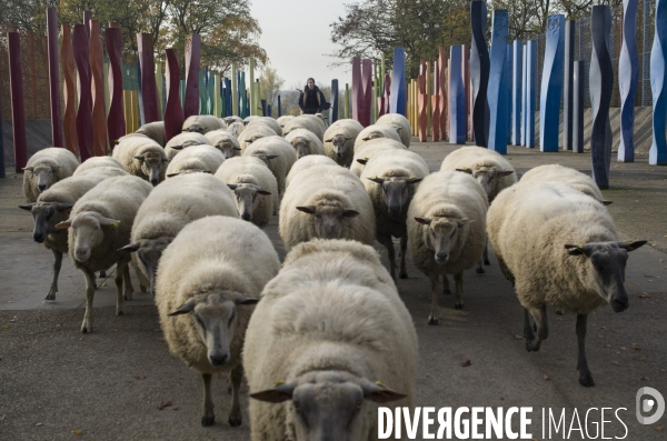 Paturage de moutons par les bergers urbains a garges-les-gonesses.