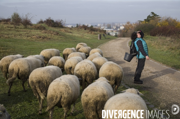 Paturage de moutons par les bergers urbains a garges-les-gonesses.