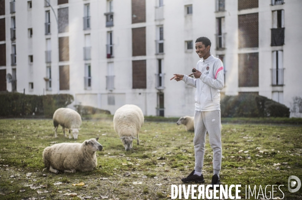 Paturage de moutons par les bergers urbains a garges-les-gonesses.