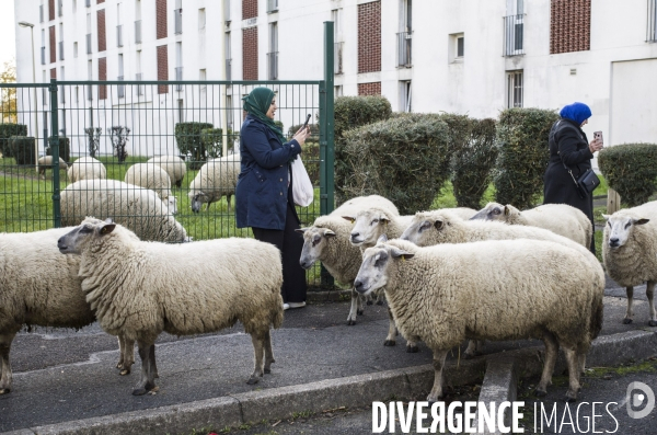 Paturage de moutons par les bergers urbains a garges-les-gonesses.