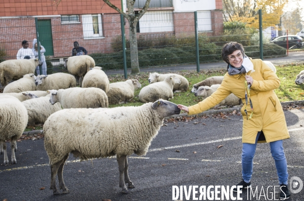 Paturage de moutons par les bergers urbains a garges-les-gonesses.