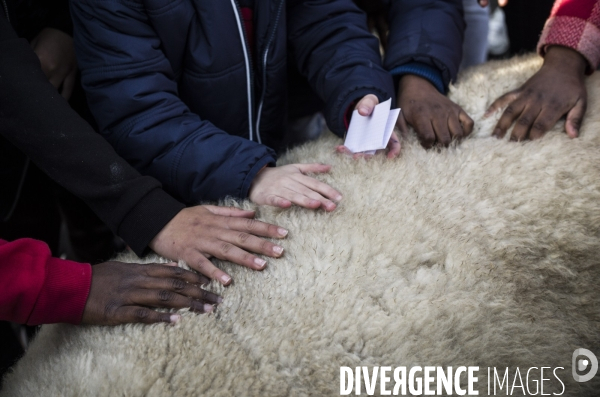 Paturage de moutons par les bergers urbains a garges-les-gonesses.