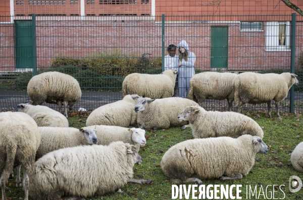 Paturage de moutons par les bergers urbains a garges-les-gonesses.