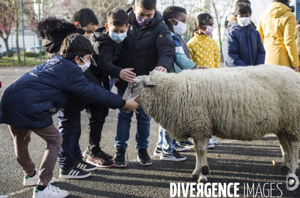 Paturage de moutons par les bergers urbains a garges-les-gonesses.