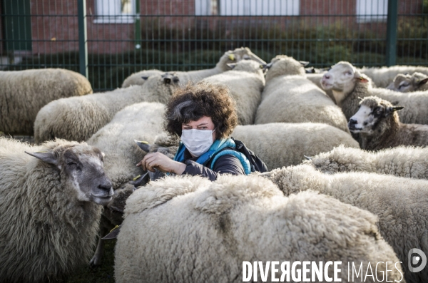 Paturage de moutons par les bergers urbains a garges-les-gonesses.