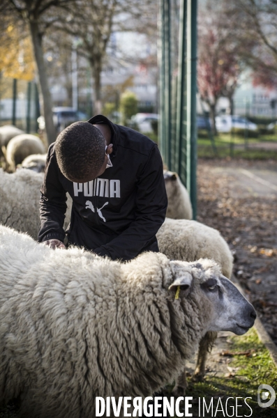 Paturage de moutons par les bergers urbains a garges-les-gonesses.