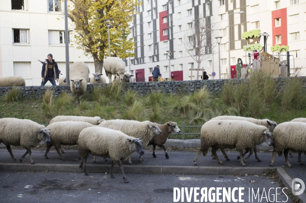 Paturage de moutons par les bergers urbains a garges-les-gonesses.