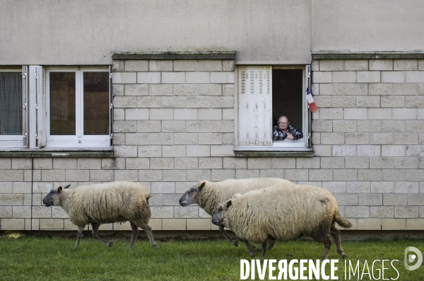 Paturage de moutons par les bergers urbains a garges-les-gonesses.