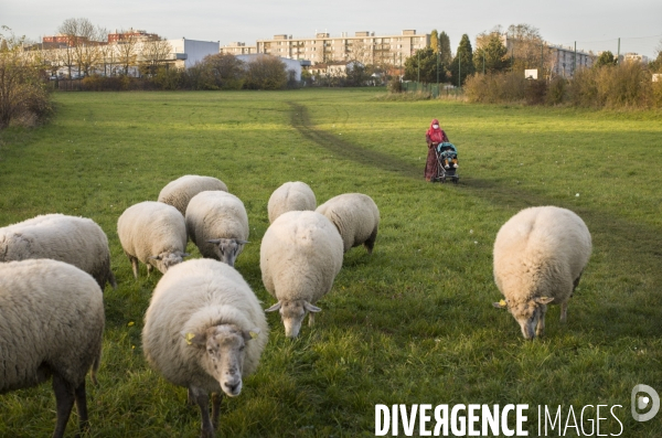 Paturage de moutons par les bergers urbains a garges-les-gonesses.