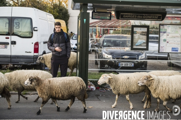 Paturage de moutons par les bergers urbains a garges-les-gonesses.