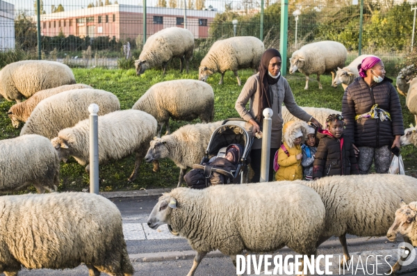 Paturage de moutons par les bergers urbains a garges-les-gonesses.