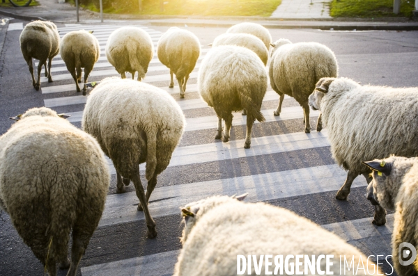 Paturage de moutons par les bergers urbains a garges-les-gonesses.