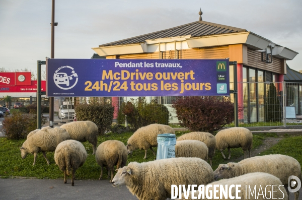 Paturage de moutons par les bergers urbains a garges-les-gonesses.