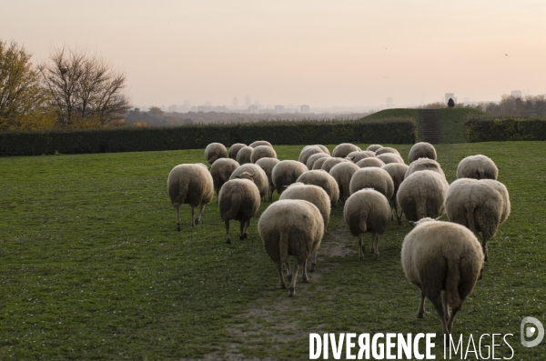 Paturage de moutons par les bergers urbains a garges-les-gonesses.