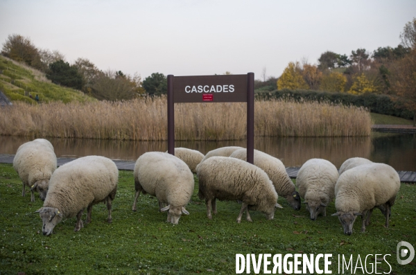 Paturage de moutons par les bergers urbains a garges-les-gonesses.