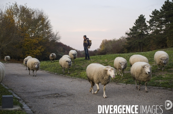 Paturage de moutons par les bergers urbains a garges-les-gonesses.