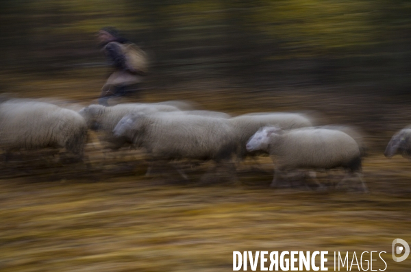 Paturage de moutons par les bergers urbains a garges-les-gonesses.