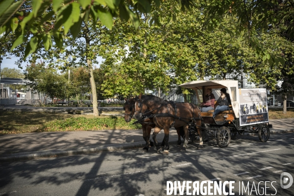 Traction animale,ramassage des corbeilles dans un quartier  de Rouen