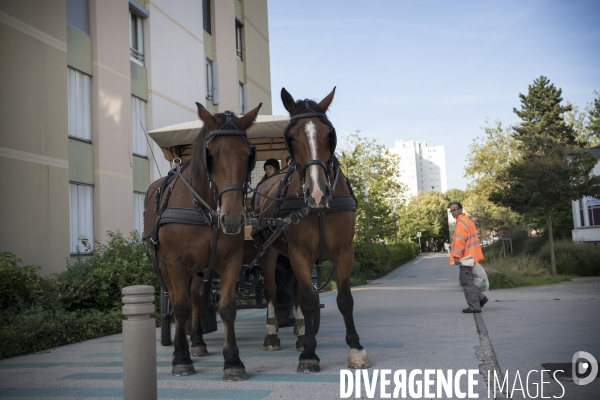 Traction animale,ramassage des corbeilles dans un quartier  de Rouen