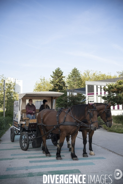 Traction animale,ramassage des corbeilles dans un quartier  de Rouen