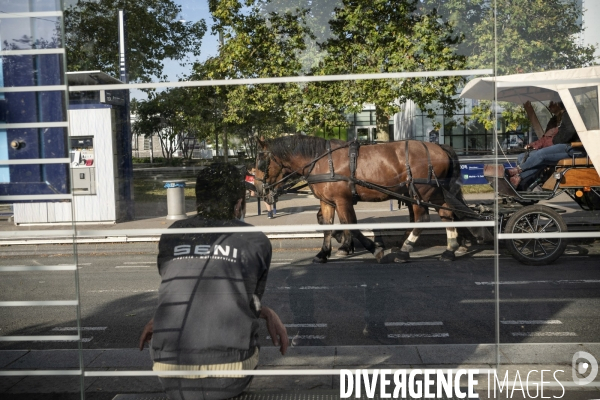 Traction animale,ramassage des corbeilles dans un quartier  de Rouen