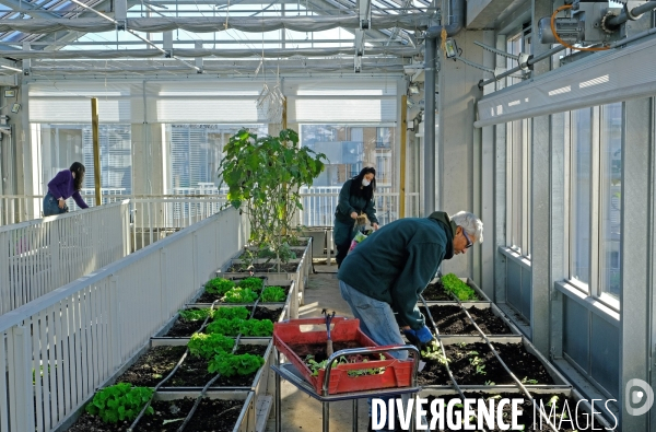 La cité maraichére, une serre verticale de maraichage ecologique va nourrir, à terme, 160 familles.