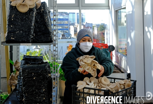 La cité maraichére, une serre verticale de maraichage ecologique va nourrir, à terme, 160 familles.