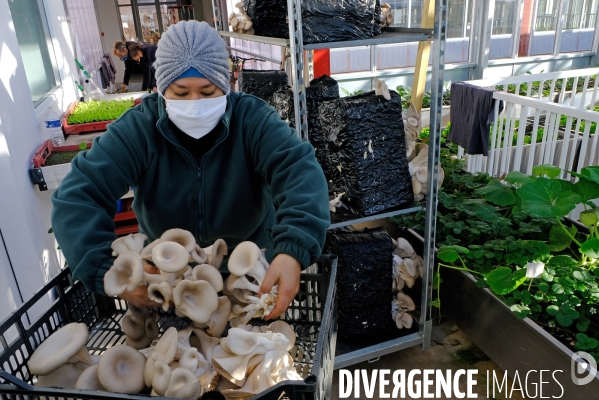 La cité maraichére, une serre verticale de maraichage ecologique va nourrir, à terme, 160 familles.