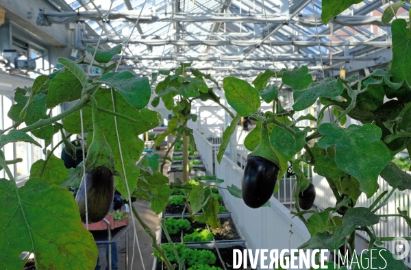 La cité maraichére, une serre verticale de maraichage ecologique va nourrir, à terme, 160 familles.