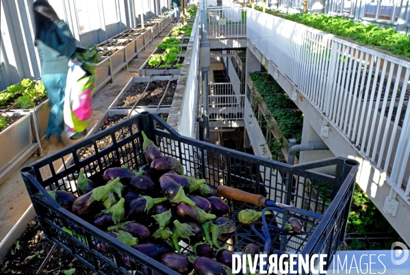 La cité maraichére, une serre verticale de maraichage ecologique va nourrir, à terme, 160 familles.