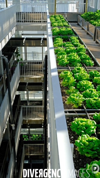 La cité maraichére, une serre verticale de maraichage ecologique va nourrir, à terme, 160 familles.