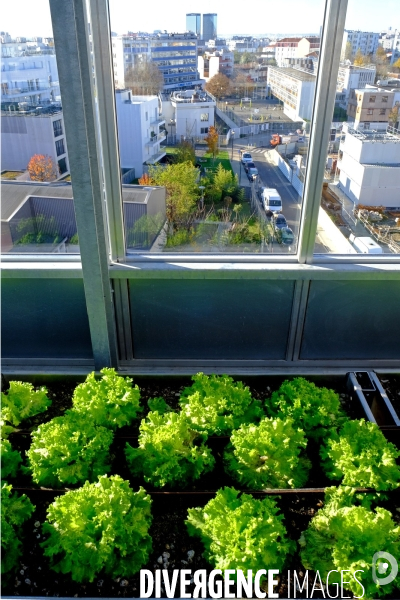 La cité maraichére, une serre verticale de maraichage ecologique va nourrir, à terme, 160 familles.