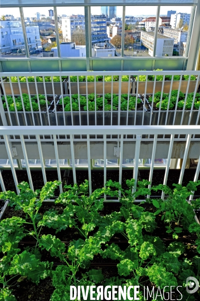 La cité maraichére, une serre verticale de maraichage ecologique va nourrir, à terme, 160 familles.