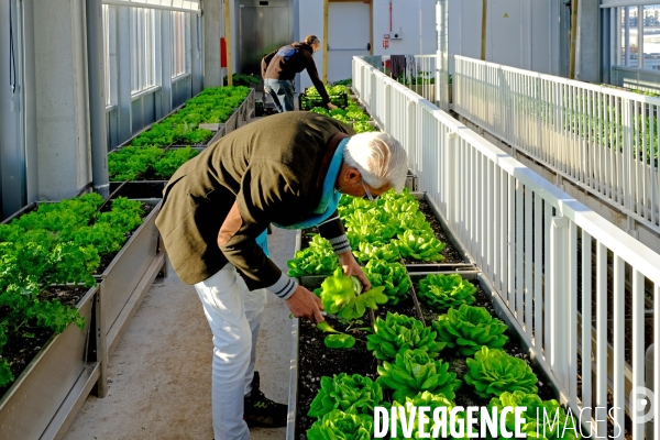 La cité maraichére, une serre verticale de maraichage ecologique va nourrir, à terme, 160 familles.