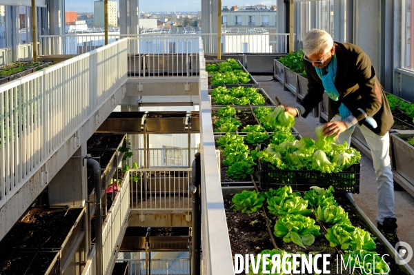 La cité maraichére, une serre verticale de maraichage ecologique va nourrir, à terme, 160 familles.