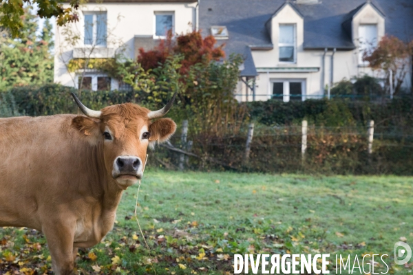 Des vaches à Nantes