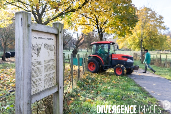 Des vaches à Nantes