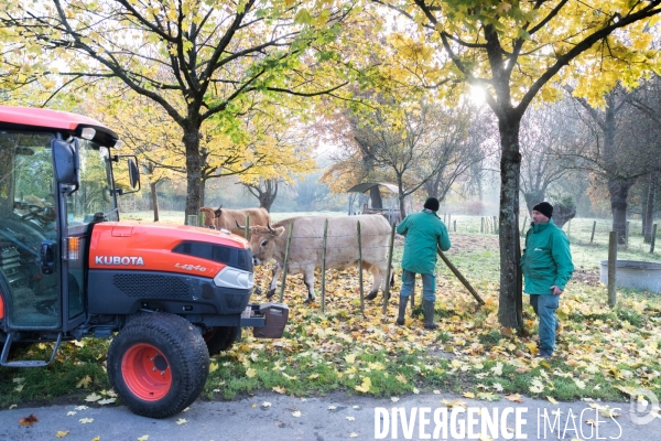 Des vaches à Nantes