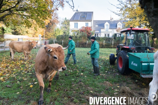 Des vaches à Nantes