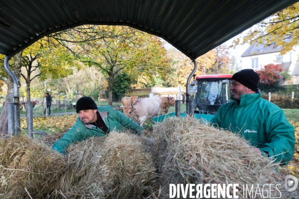 Des vaches à Nantes