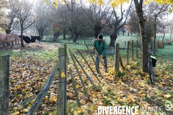 Des vaches à Nantes