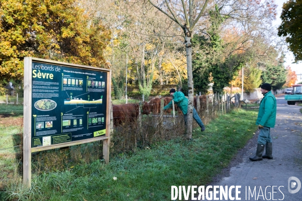 Des vaches à Nantes